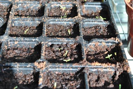 Tagete seedlings