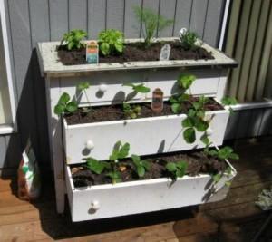 Old drawers used to grow plants