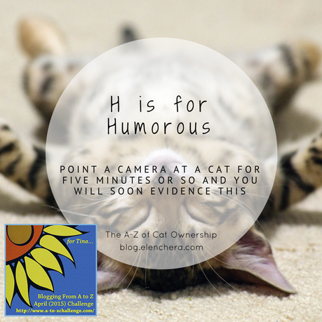 A-Z of Cats: H is for Humorous (#AtoZChallenge)