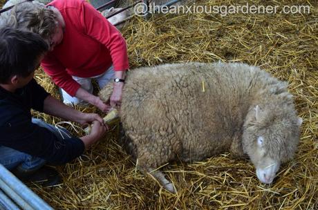 Ewe lambing (5)