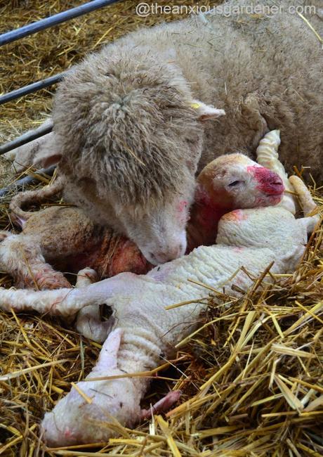 Ewe lambing (31)