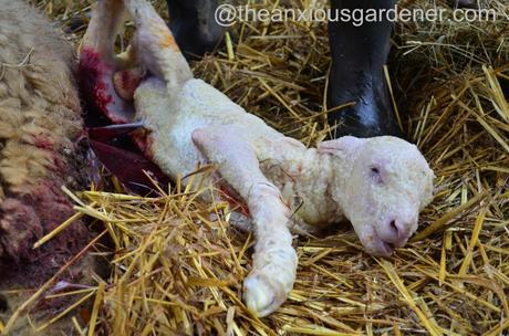 Ewe lambing (29)