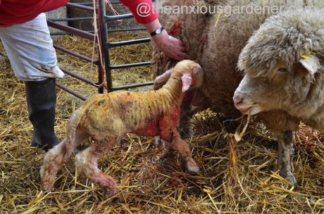 Ewe lambing (20)