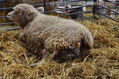 Ewe lambing (1)