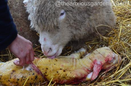 Ewe lambing (12)