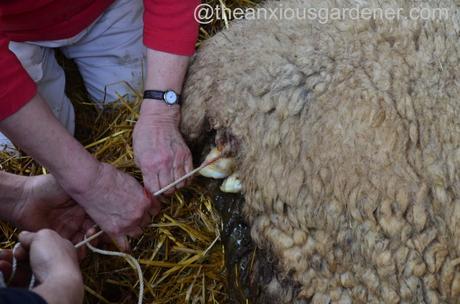 Ewe lambing (3)