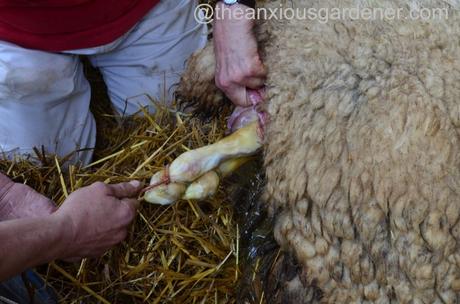 Ewe lambing (4)