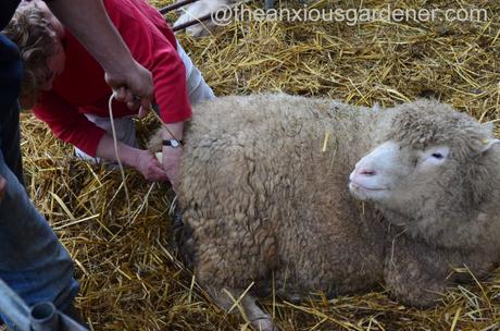 Ewe lambing (2)