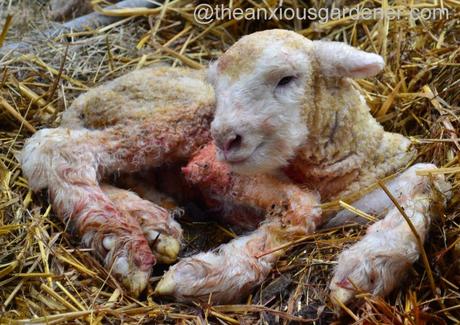 Ewe lambing (21)