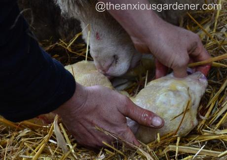 Ewe lambing (11)