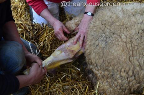 Ewe lambing (6)