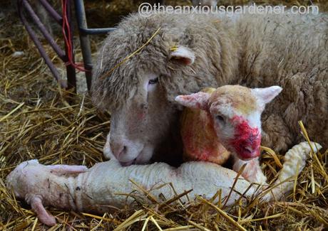 Ewe lambing (33)