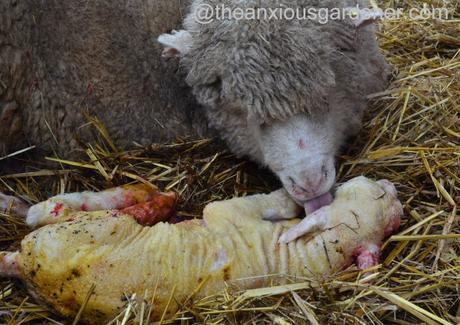 Ewe lambing (13)