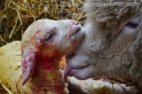 Ewe lambing (18)