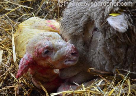 Ewe lambing (14)