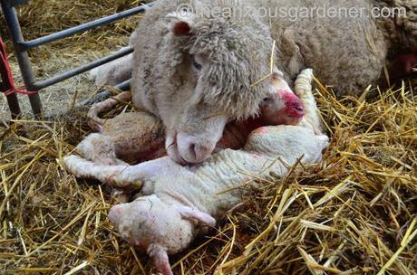 Ewe lambing (32)