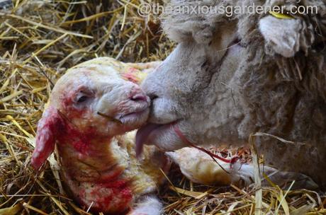 Ewe lambing (15)