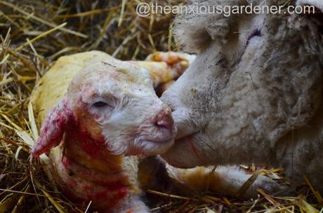 Ewe lambing (16)