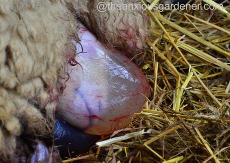 Ewe lambing (22)