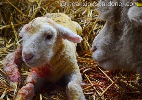 Ewe lambing (19)