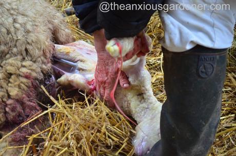 Ewe lambing (27)