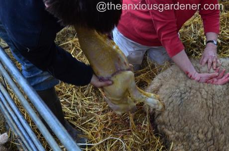 Ewe lambing (9)