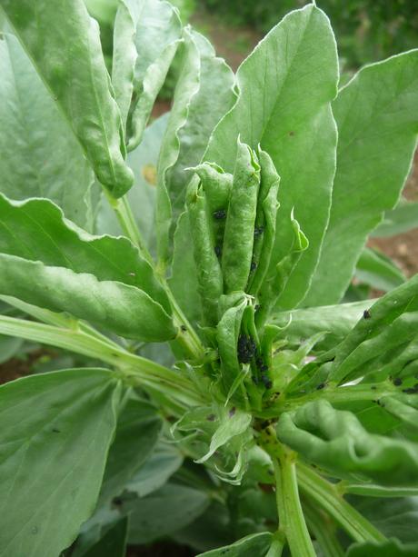 Vegetable Planting