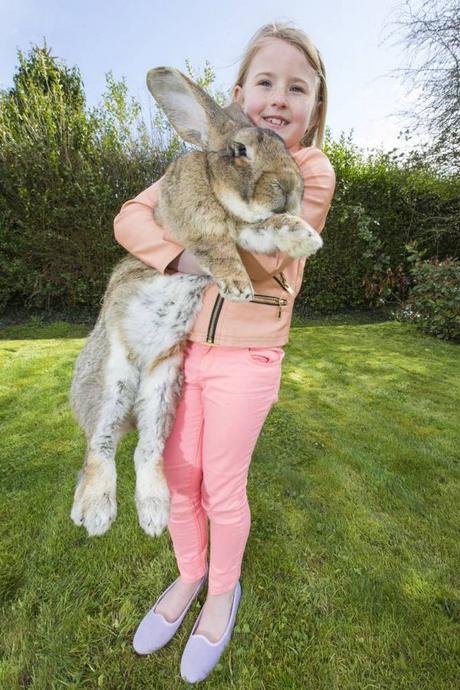 giant-rabbit-son-3