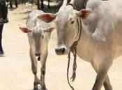 DAILY PHOTO: Street Cattle Savanadurga