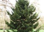 Picea Maximowiczii