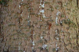 Picea maximowiczii Bark (01/03/2015, Kew Gardens, London)