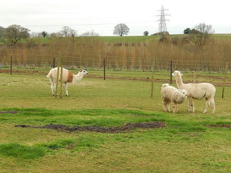 Noah’s Ark Zoo Farm