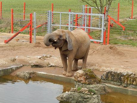 Noah’s Ark Zoo Farm