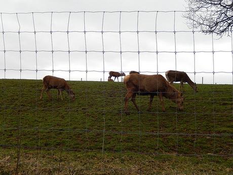 Noah’s Ark Zoo Farm