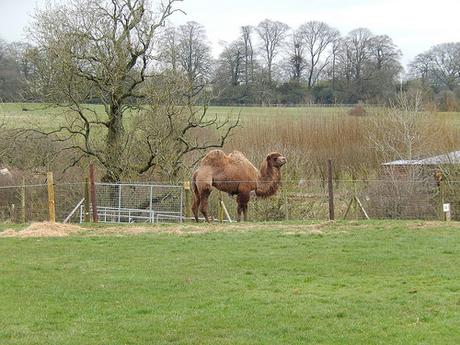 Noah’s Ark Zoo Farm