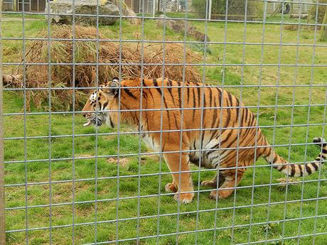 Noah’s Ark Zoo Farm