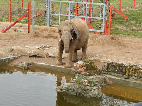 Noah’s Ark Zoo Farm