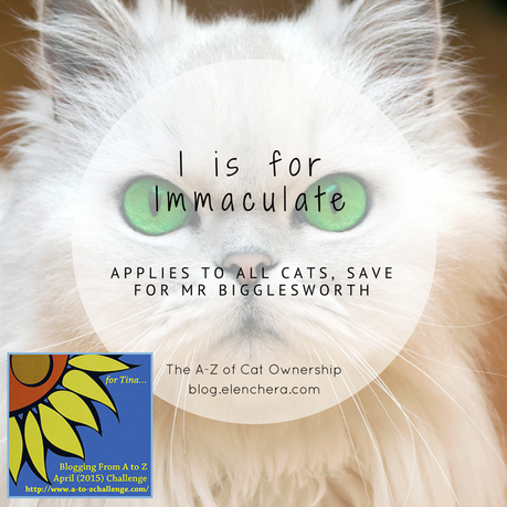 A-Z of Cats: I is for Immaculate (#AtoZChallenge)