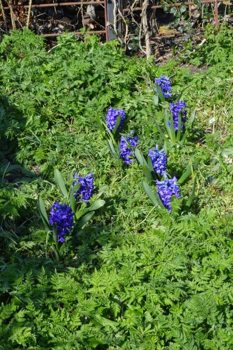 A meandering of muscari