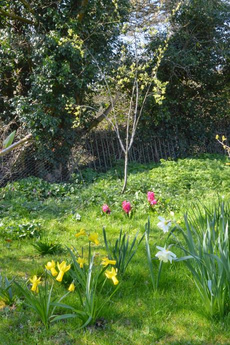 A meandering of muscari