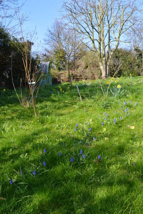 A meandering of muscari