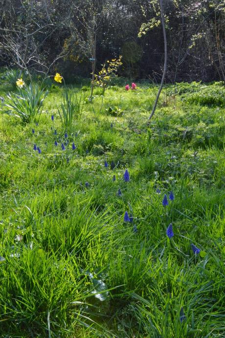 A meandering of muscari