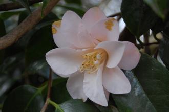 Camellia japonica 'Magnoliaeflora' Flower (01/03/2015, Kew gardens, London)