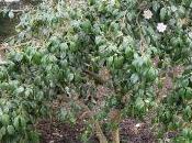 Camellia Japonica ‘Magnoliaeflora’