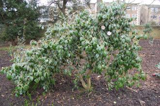 Camellia japonica 'Magnoliaeflora' (01/03/2015, Kew gardens, London)
