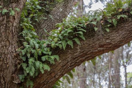 Resurrection Ferns (pleopeltis polypodioides) © 2015 Patty Hankins