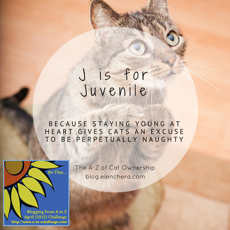 A-Z of Cats: J is for Juvenile (#AtoZChallenge)