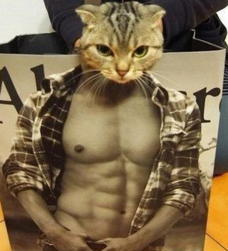 Top 10 Images of Abercrombie Cats