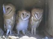 Have Baby Owls! Doorstep, Bird Bath, Live Cam!