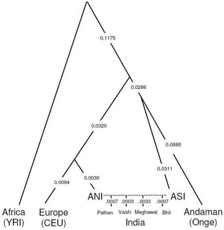 Indians as Australoids and Caucasoids.
